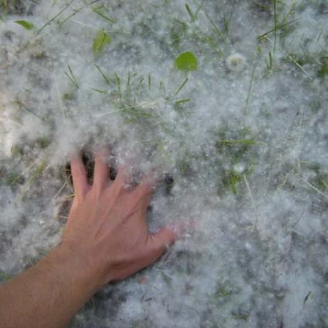 Cottonwood Pollen Coating Ground 